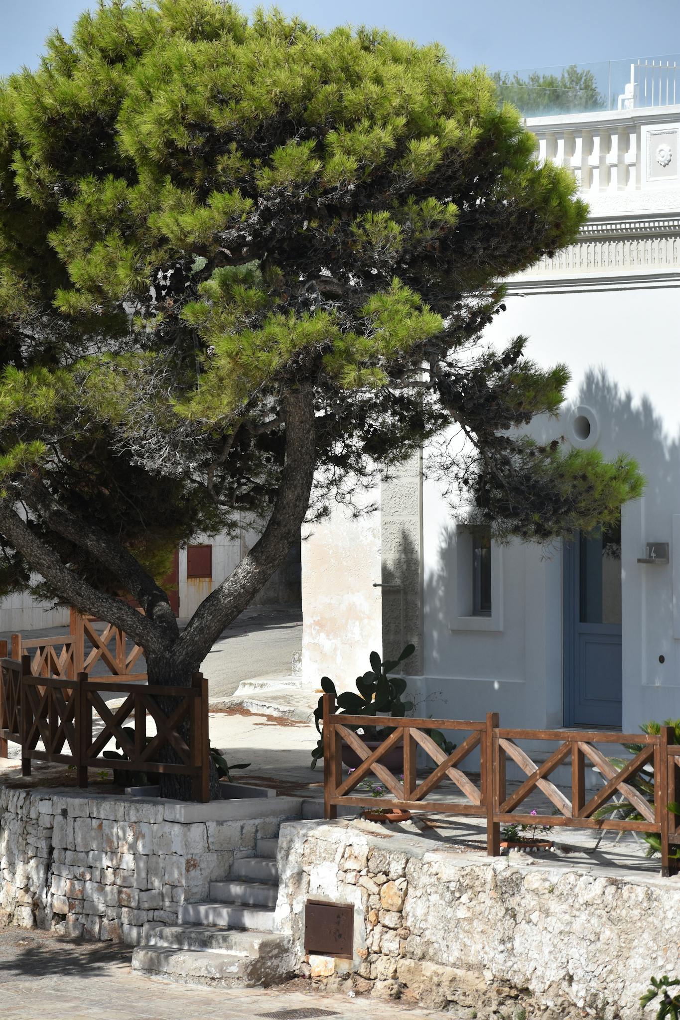 Vintage stone house and pine tree under the summer sun in Polignano a Mare, Italy.